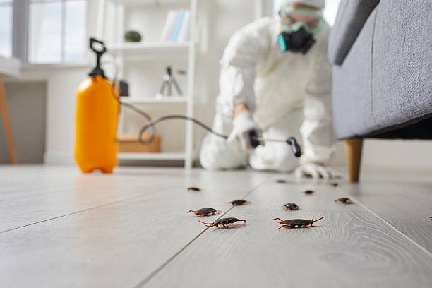Commercial Kitchen Cockroach Control in Honeygo